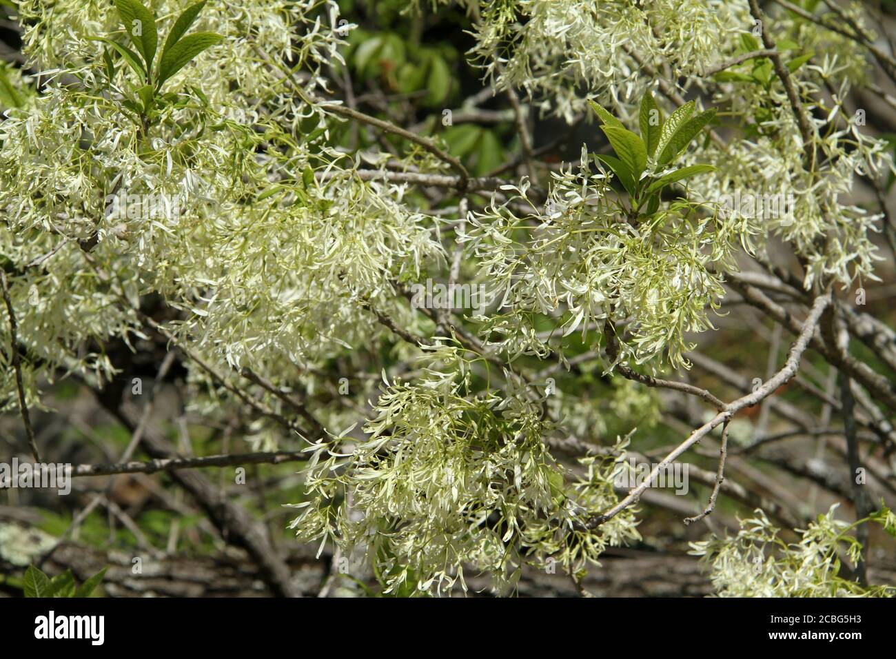 Close-up of Chionanthus virginicus (white fringetree) flowers Stock Photo
