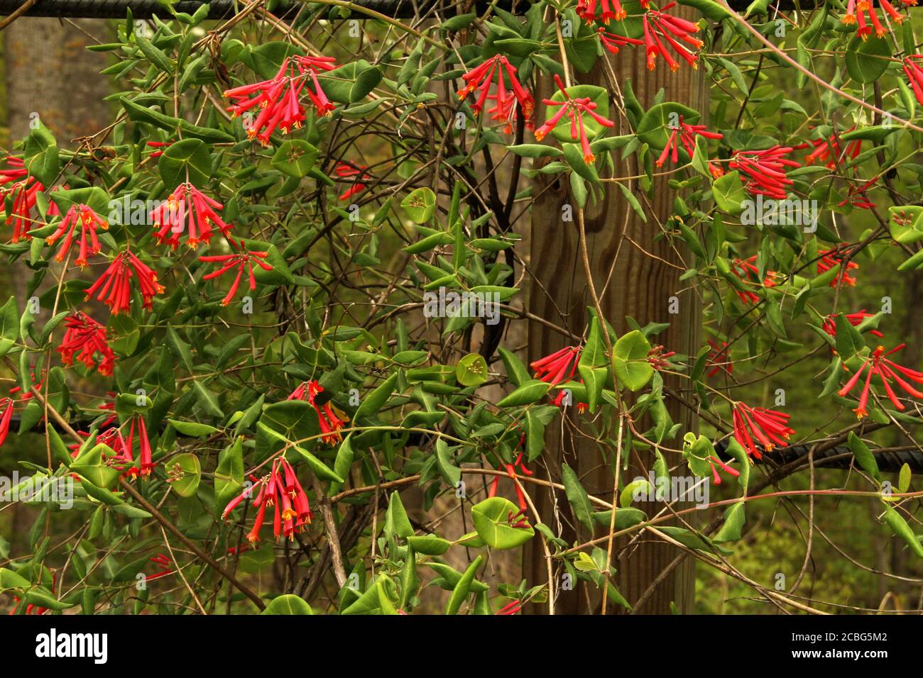 Coral honeysuckle (Lonicera sempervirens) in bloom Stock Photo