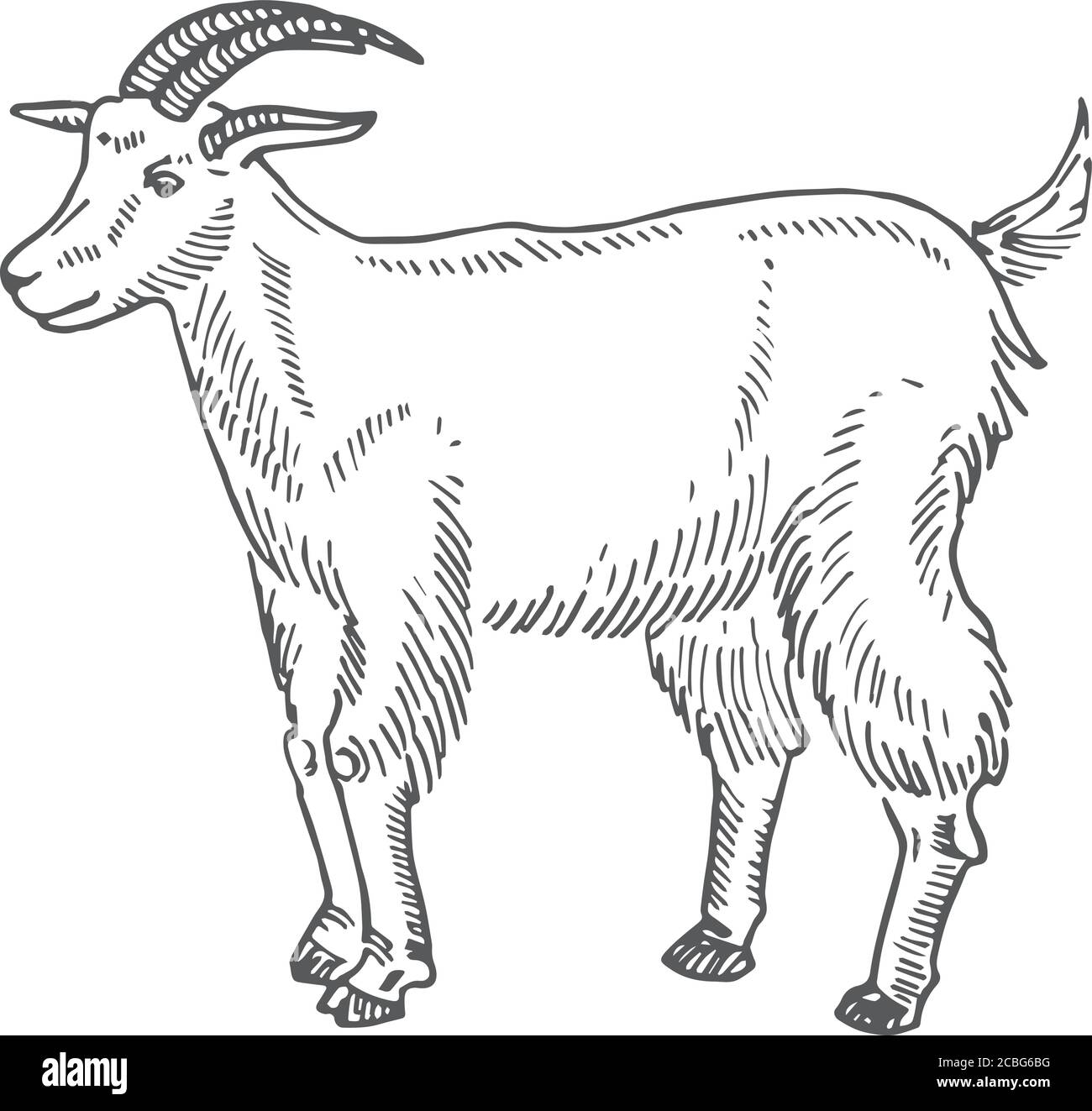 Goat Hand Drawn Vector Illustration. Abstract Domestic Animal ...