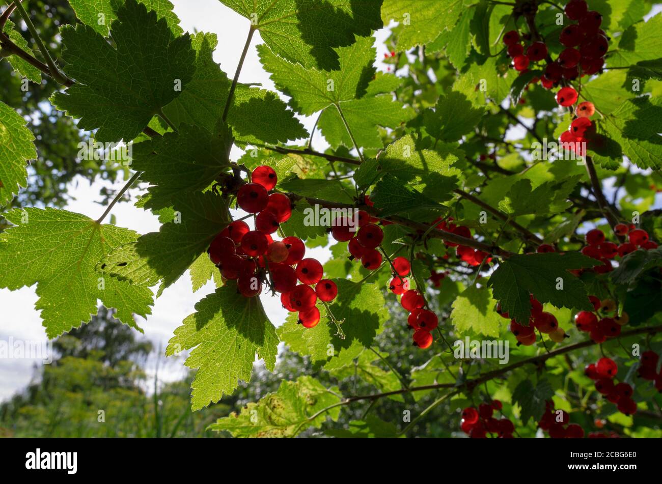 Red currant shrub on top with clusters of ripe berries against a light sky Stock Photo