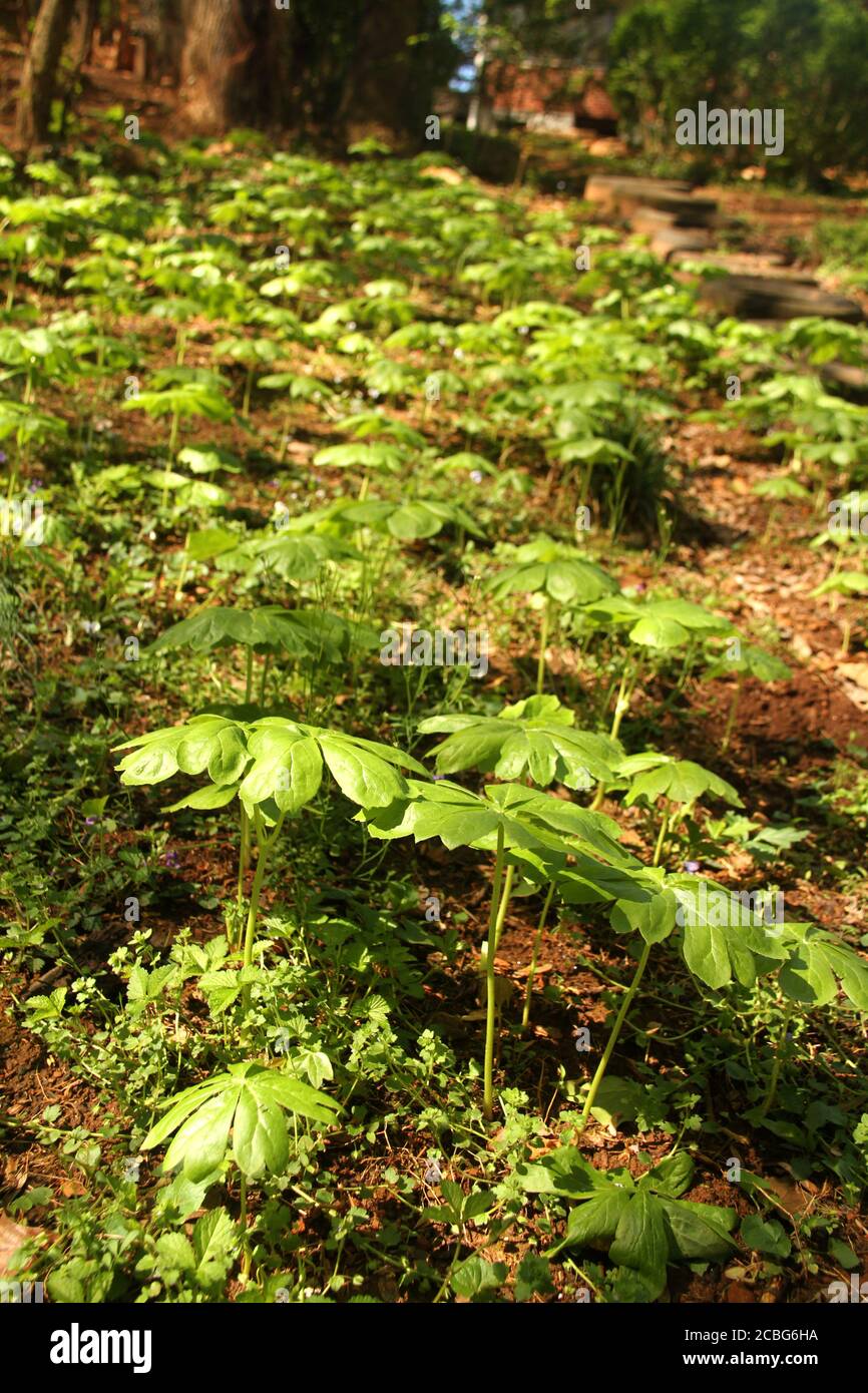 Podophyllum/ Mayapple colony in the woods Stock Photo Alamy