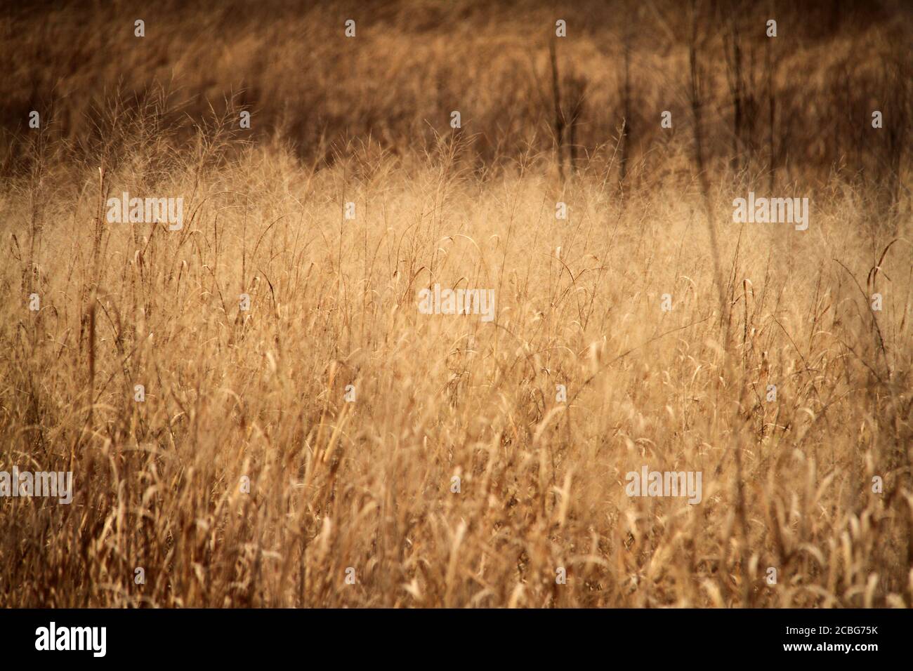 Field of dry grasses Stock Photo Alamy