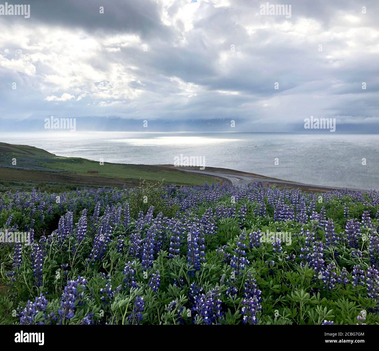 Beautiful Lupine Fields Of Iceland In The Summer Months Of June And 