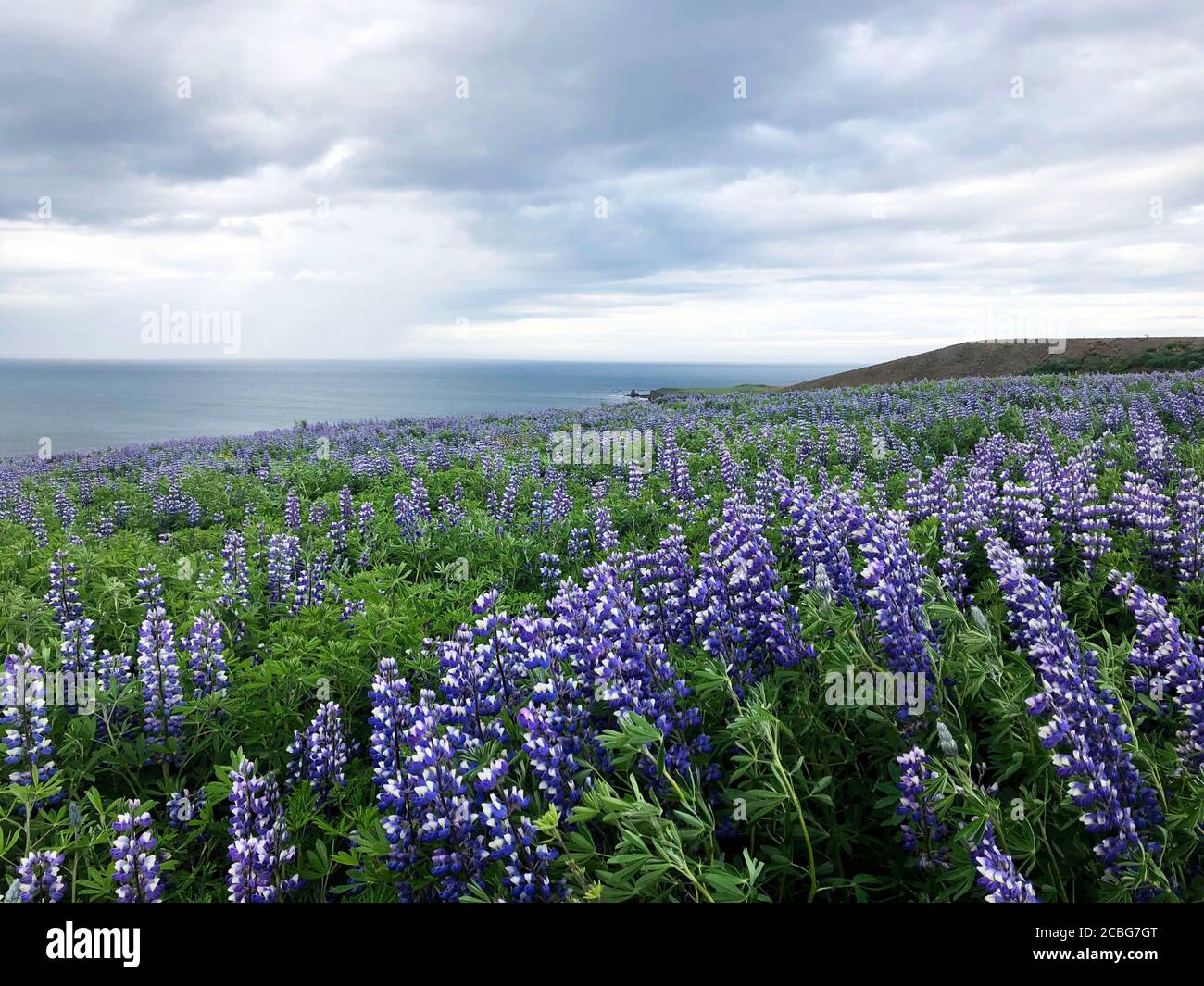 Beautiful Lupine Fields Of Iceland During The Summer Months Of June And 