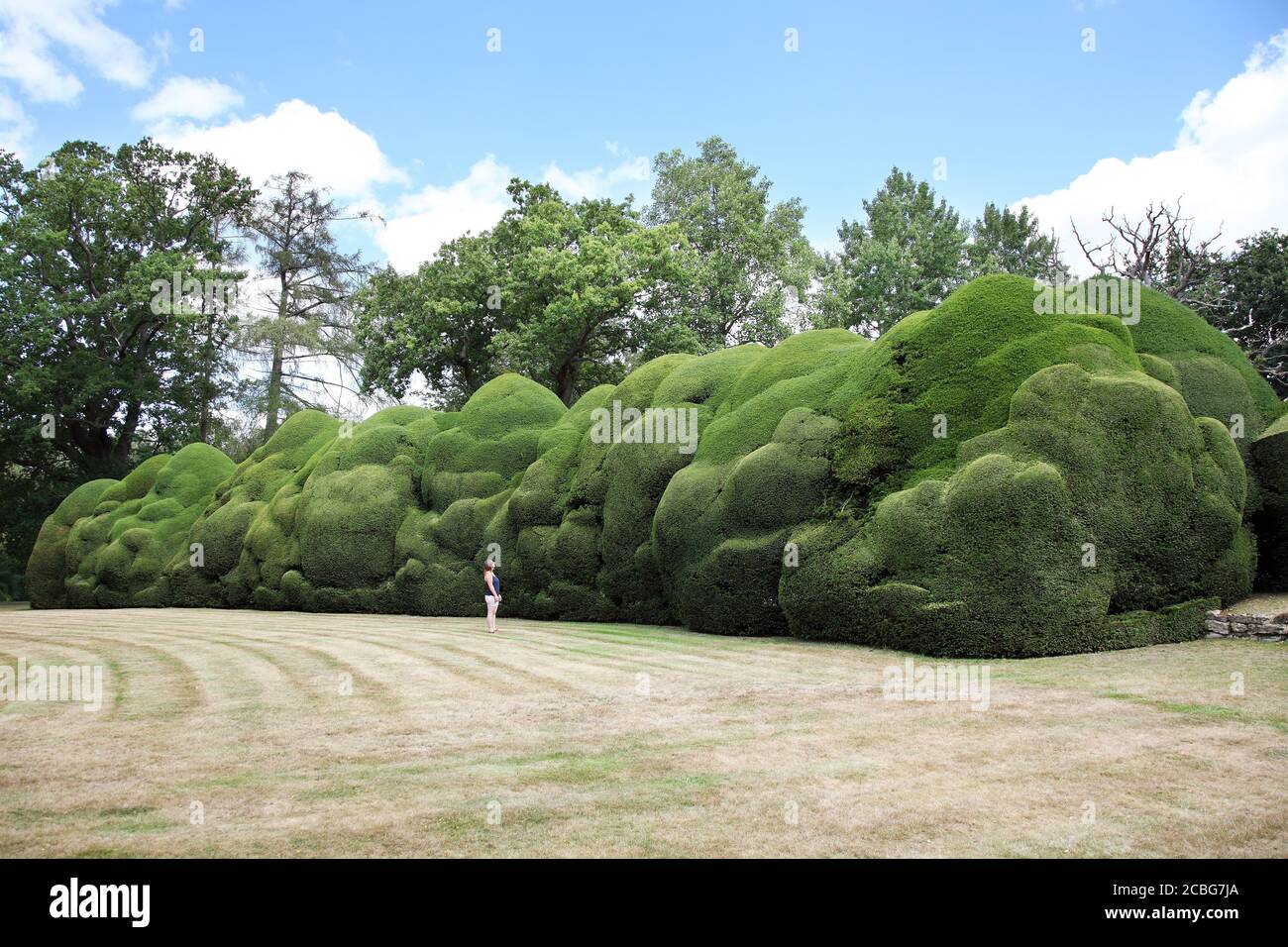 Huge, giant yew hedgerow at Doddington Place Gardens Stock Photo