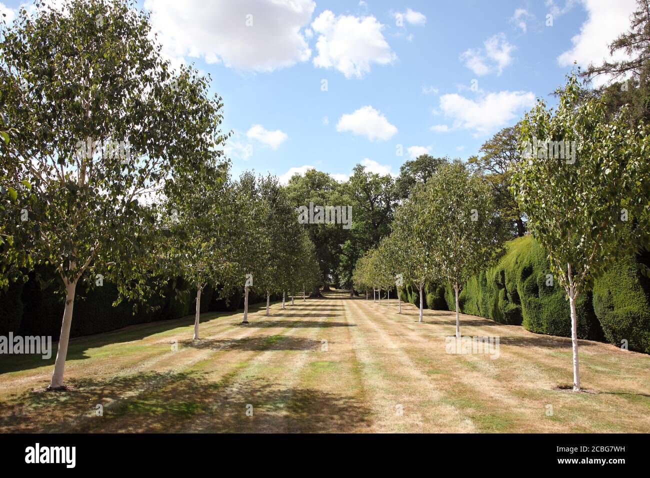 Avenue of silver birch trees at Doddington Place Gardens Stock Photo