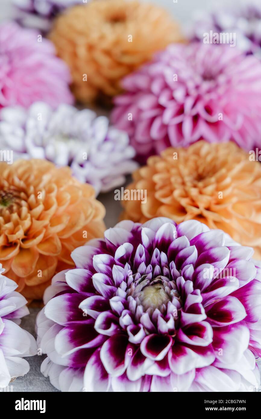 Card with beautiful dahlia flowers hires stock photography and images