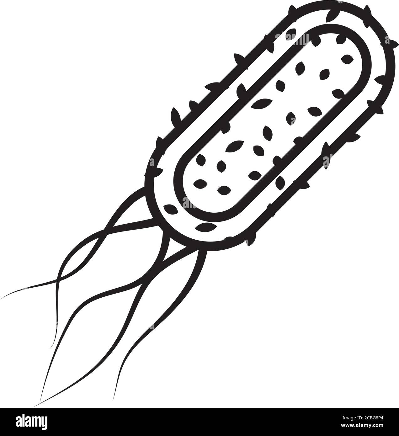 salmonella bacteria icon over white background, line style, vector
