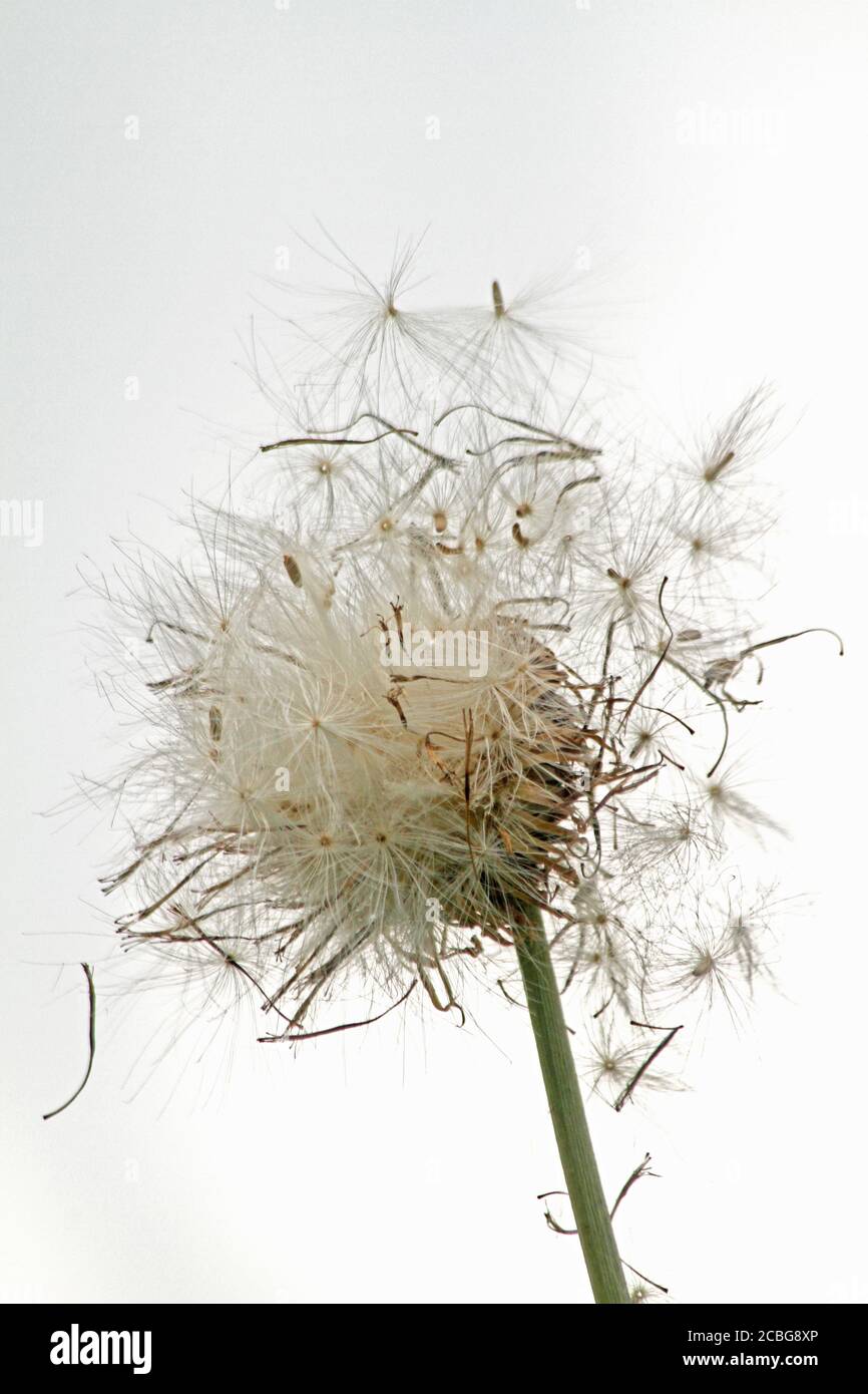 Thistle seeds dispersed by the wind in the air Stock Photo Alamy