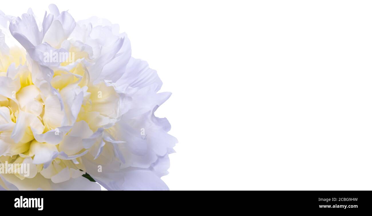 Beautiful white Peony on white background. Blooming peony flower open close-up. With place for text or image. Wedding backdrop, Valentine's Day Stock Photo
