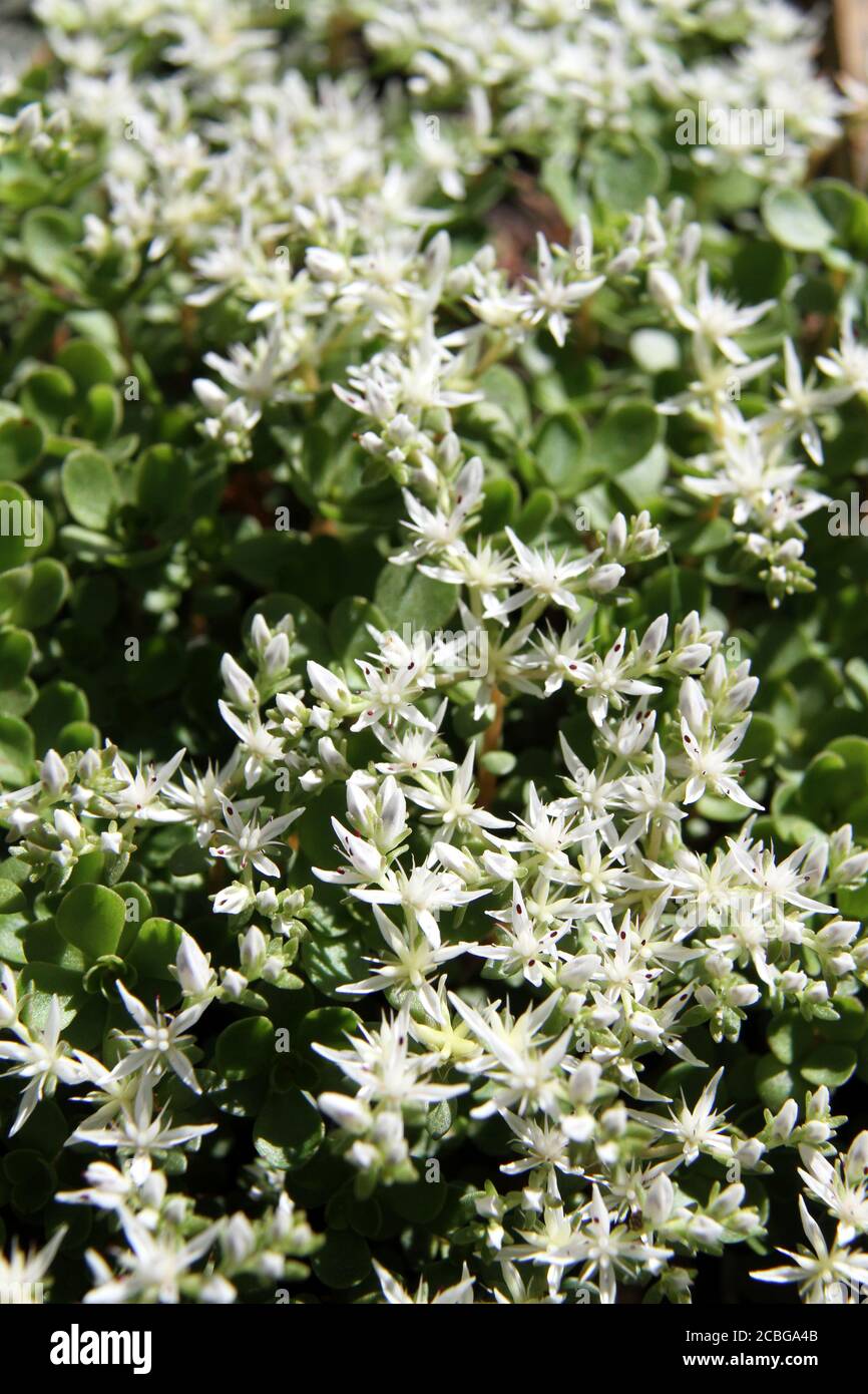 WILD STONECROP (SEDUM TERNATUM) in bloom Stock Photo