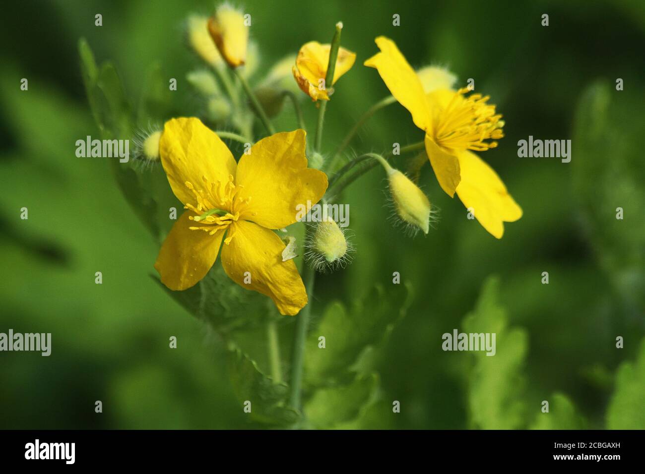 Chelidonium majus (Greater Celandine) in bloom Stock Photo