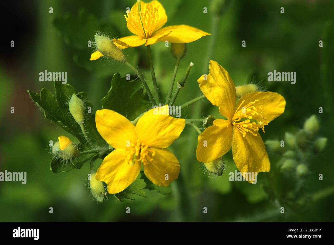 Chelidonium majus (Greater Celandine) in bloom Stock Photo