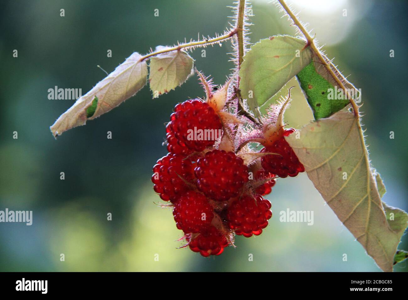Rubus phoenicolasius (Wineberry). Edible wild fruits Stock Photo Alamy