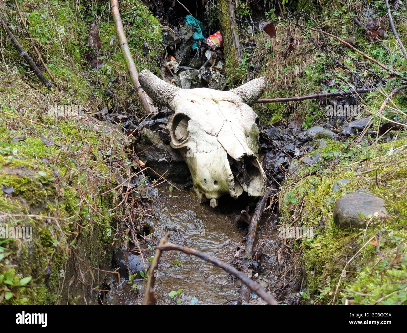 Bone of Animal Skulls Bones Real Buffalo for sale Real Animal Skull for Sale The Bone bird and Bones Skull and crossbones Human symbolism, jolly Roger Stock Photo - Alamy Bone of Animal Skulls Bones Real Buffalo for sale Real Animal Skull for Sale The Bone bird and Bones Skull and crossbones Human symbolism, jolly Roger Stock Photo - Alamy