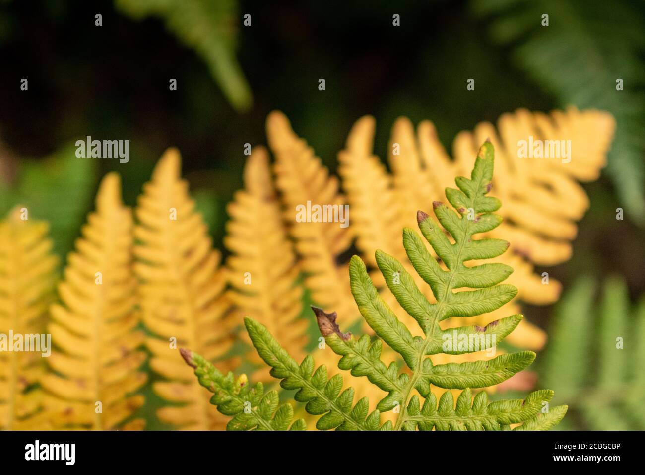 Bracken fern green & orange Stock Photo