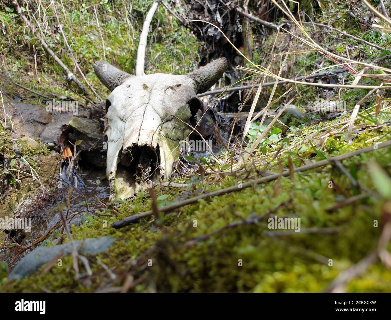 Bone of Animal Skulls Bones Real Buffalo for sale Real Animal Skull for Sale The Bone bird and Bones Skull and crossbones Human symbolism, jolly Roger Stock Photo - Alamy Bone of Animal Skulls Bones Real Buffalo for sale Real Animal Skull for Sale The Bone bird and Bones Skull and crossbones Human symbolism, jolly Roger Stock Photo - Alamy