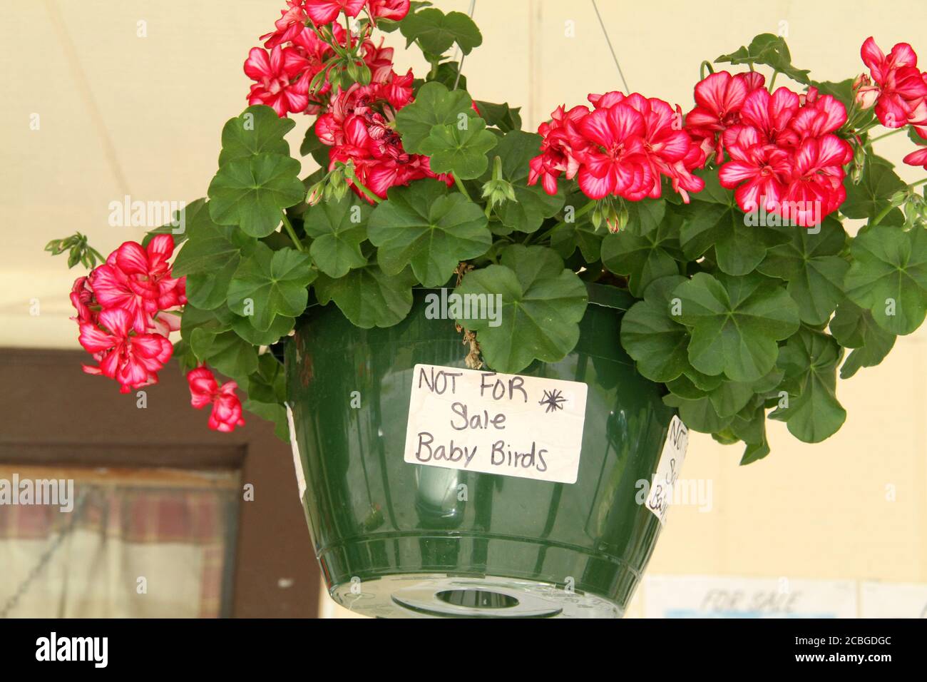 'Not for sale- baby birds' sign on a hanging pot with geraniums in the front of a store Stock Photo