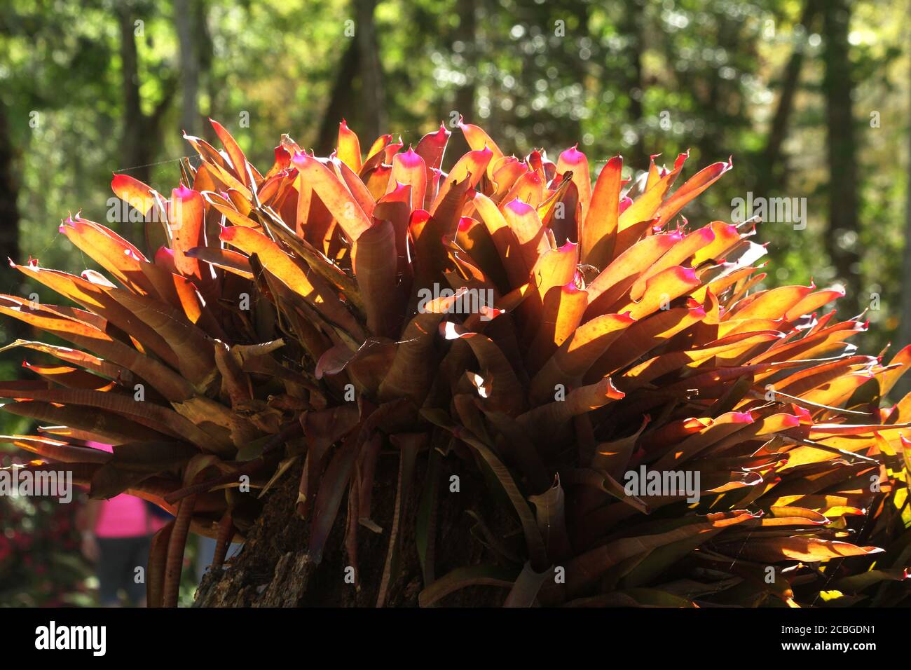 Bromeliad Paradise (Aechmea blanchetiana 'Orange') Stock Photo