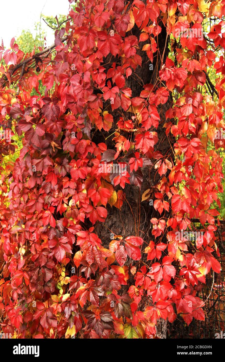 Virginia creeper vine in autumn Stock Photo Alamy