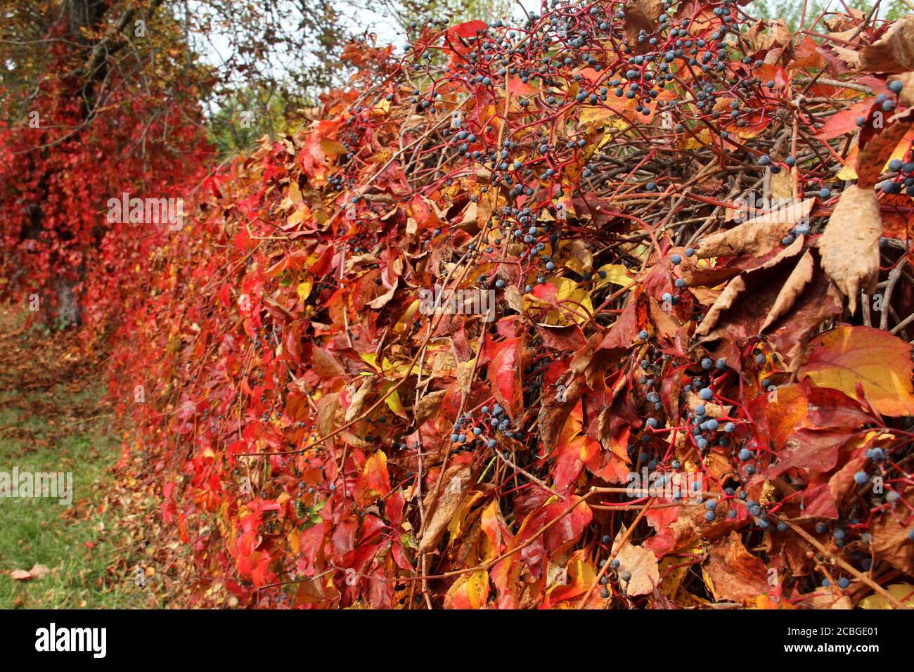 Virginia creeper vine in autumn Stock Photo Alamy
