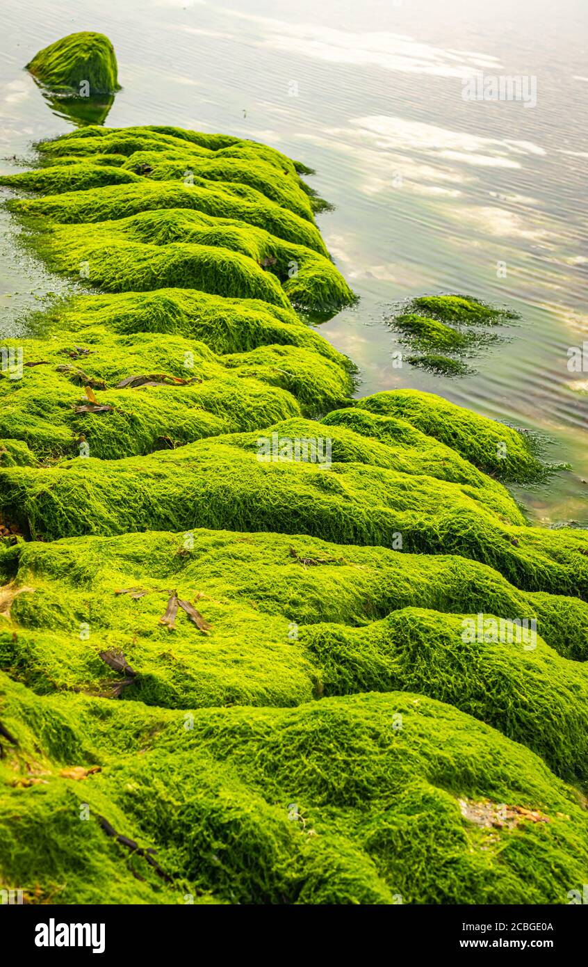 line of gutweed covered rocks at low tide Stock Photo