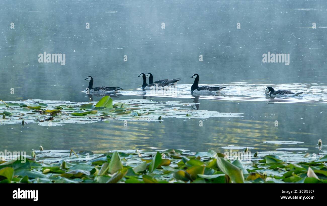 Group of black and white coloured barnacle geese swimming on the water of the Dune Lake, with leaves of water lilies on the foreground. Side view. Vog Stock Photo