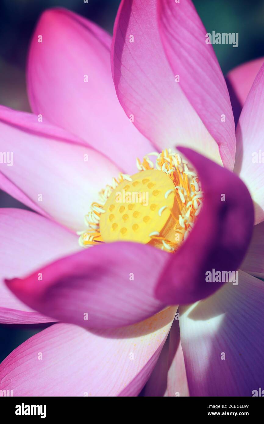Beautiful photo with pink wonderful lotuses in the lagoon. Example of a ...