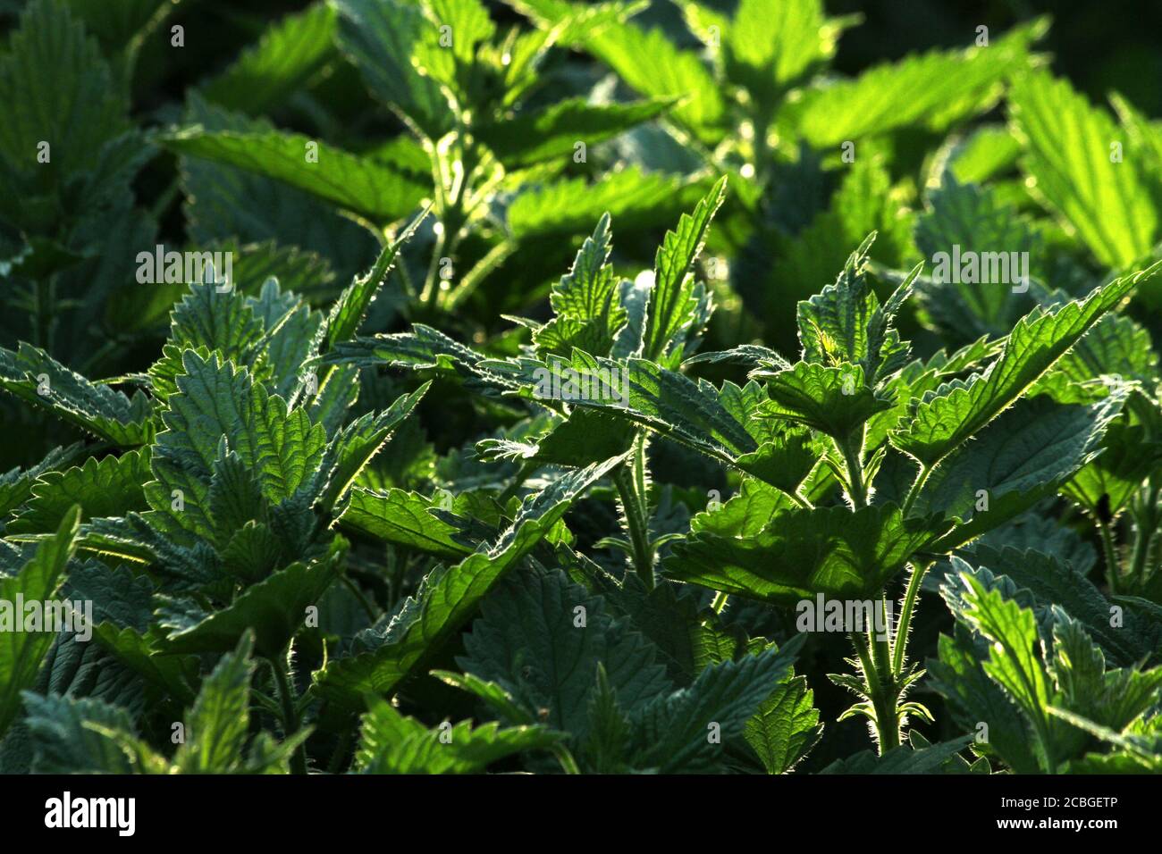 Closeup of common nettle leaves Stock Photo Alamy