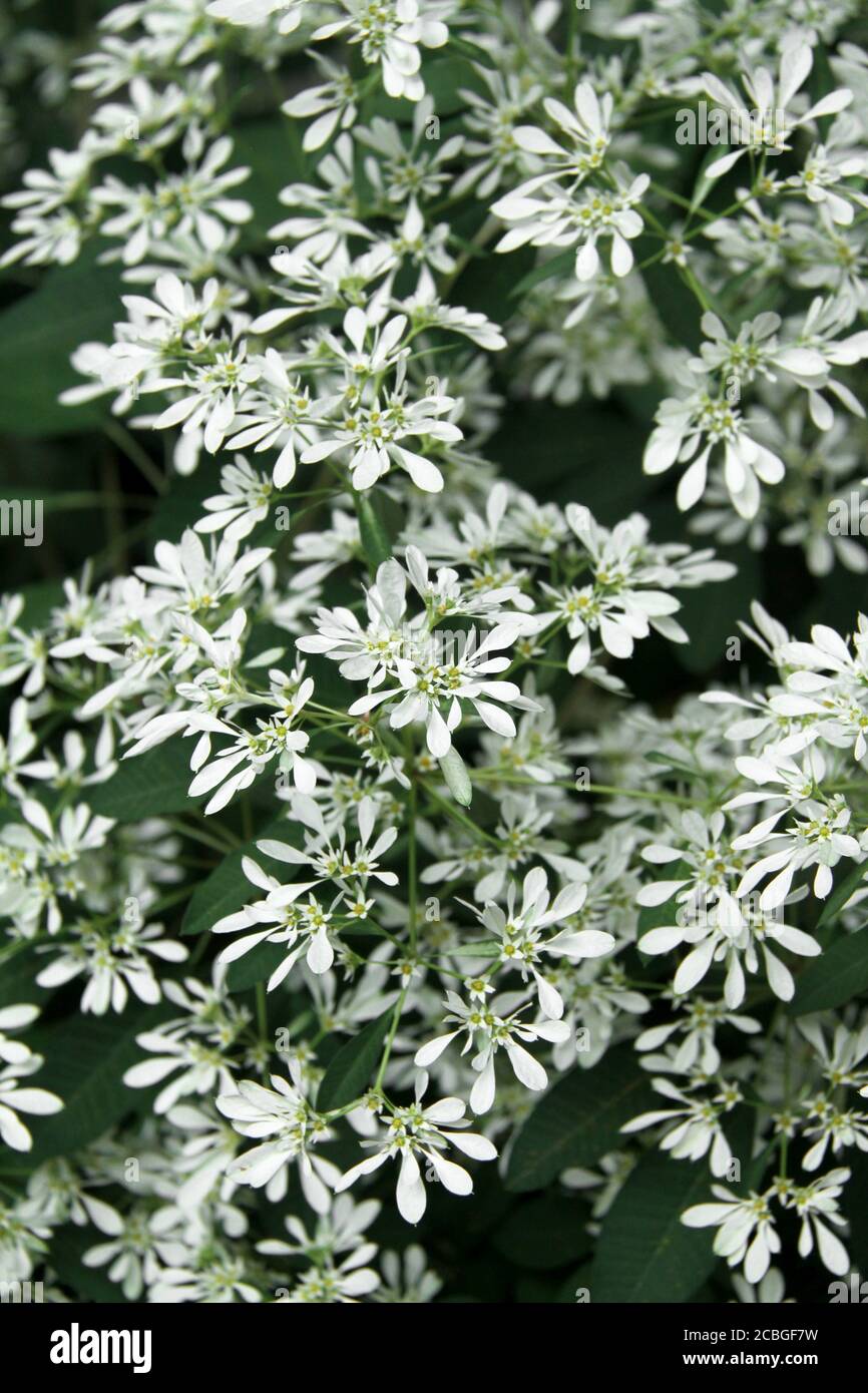 Snowflake Bush (Euphorbia leucocephala) flowers Stock Photo