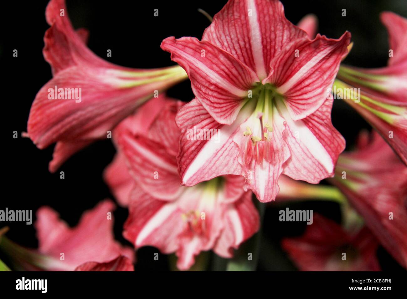 Close-up of pink striped day-lilies in bloom Stock Photo