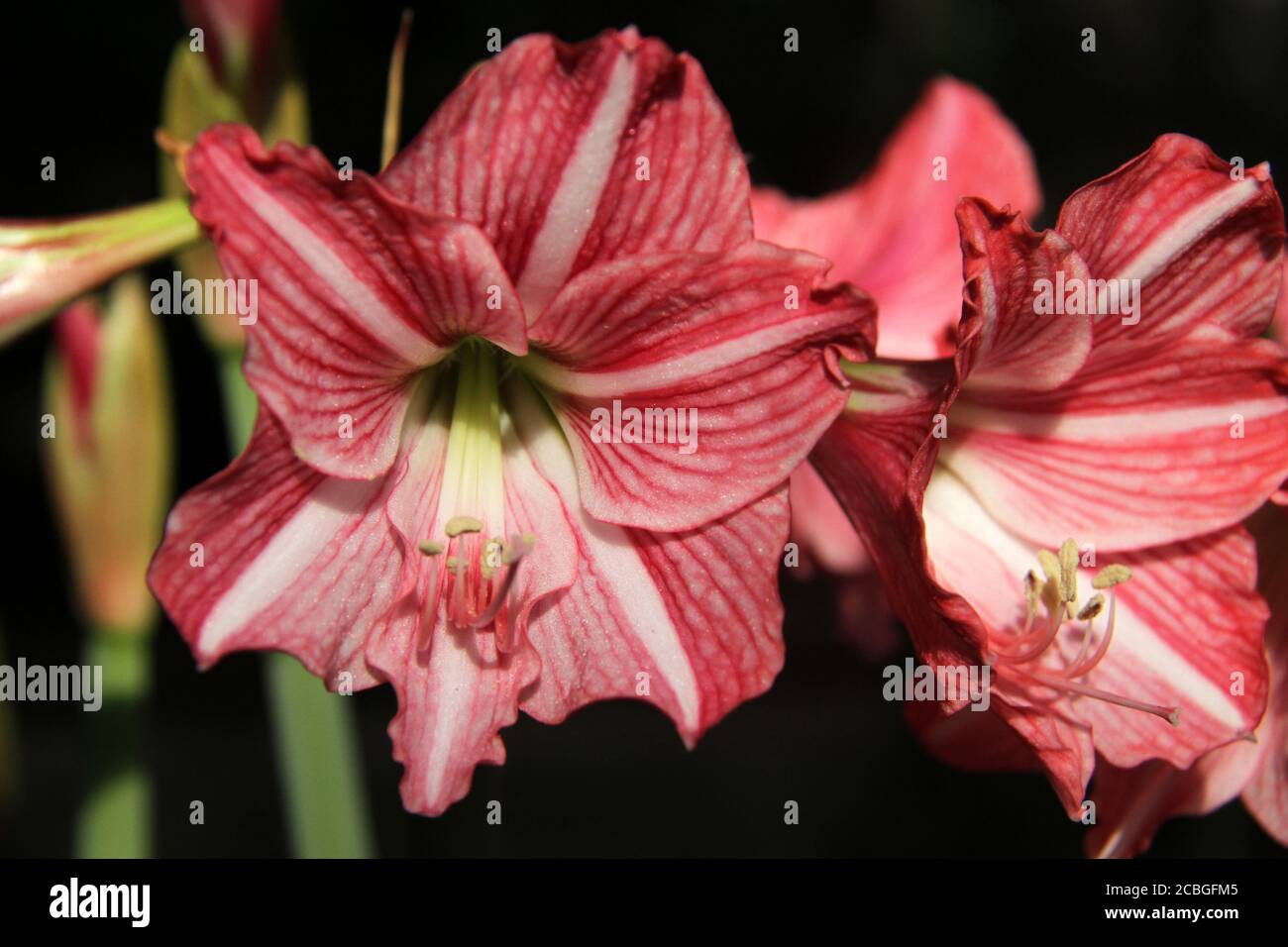 Close-up of pink striped day-lilies in bloom Stock Photo