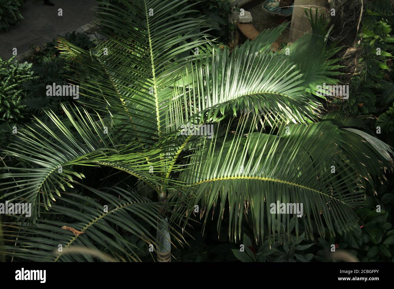 Palm tree branches at a botanical garden Stock Photo Alamy