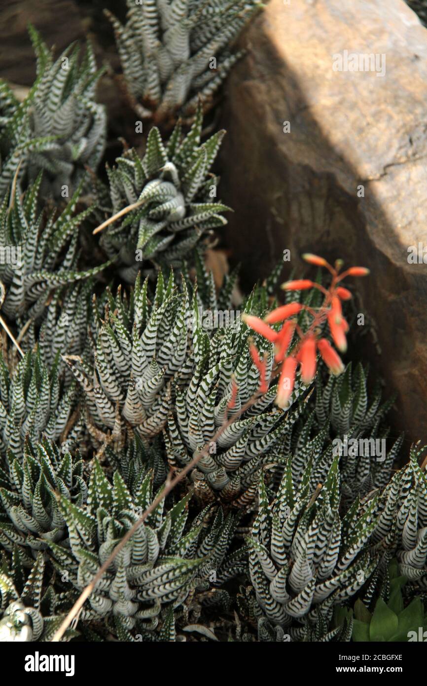 Haworthiopsis attenuata succulent Stock Photo
