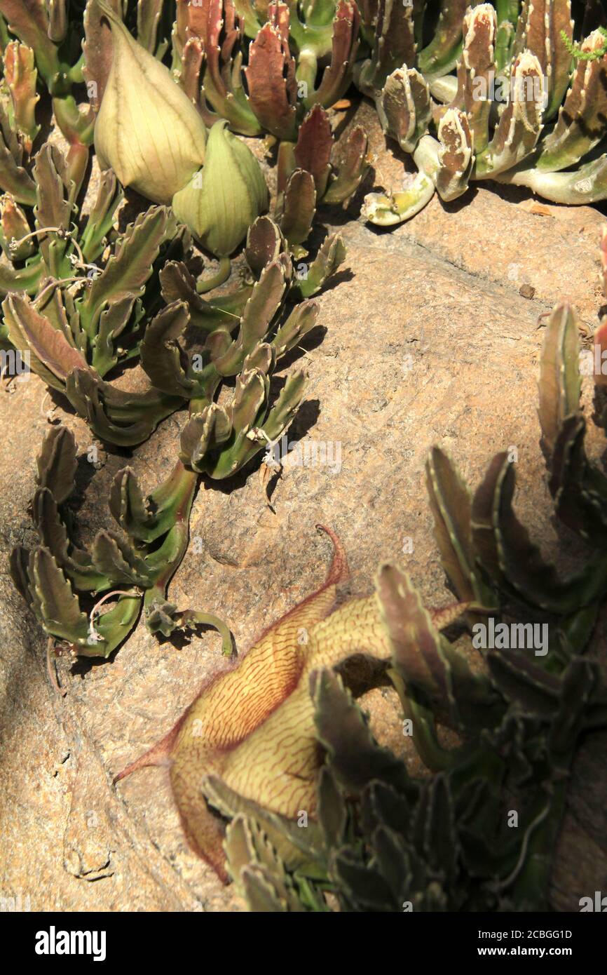 Close-up of a Stapelia gigantea (Carrion flower) plant Stock Photo