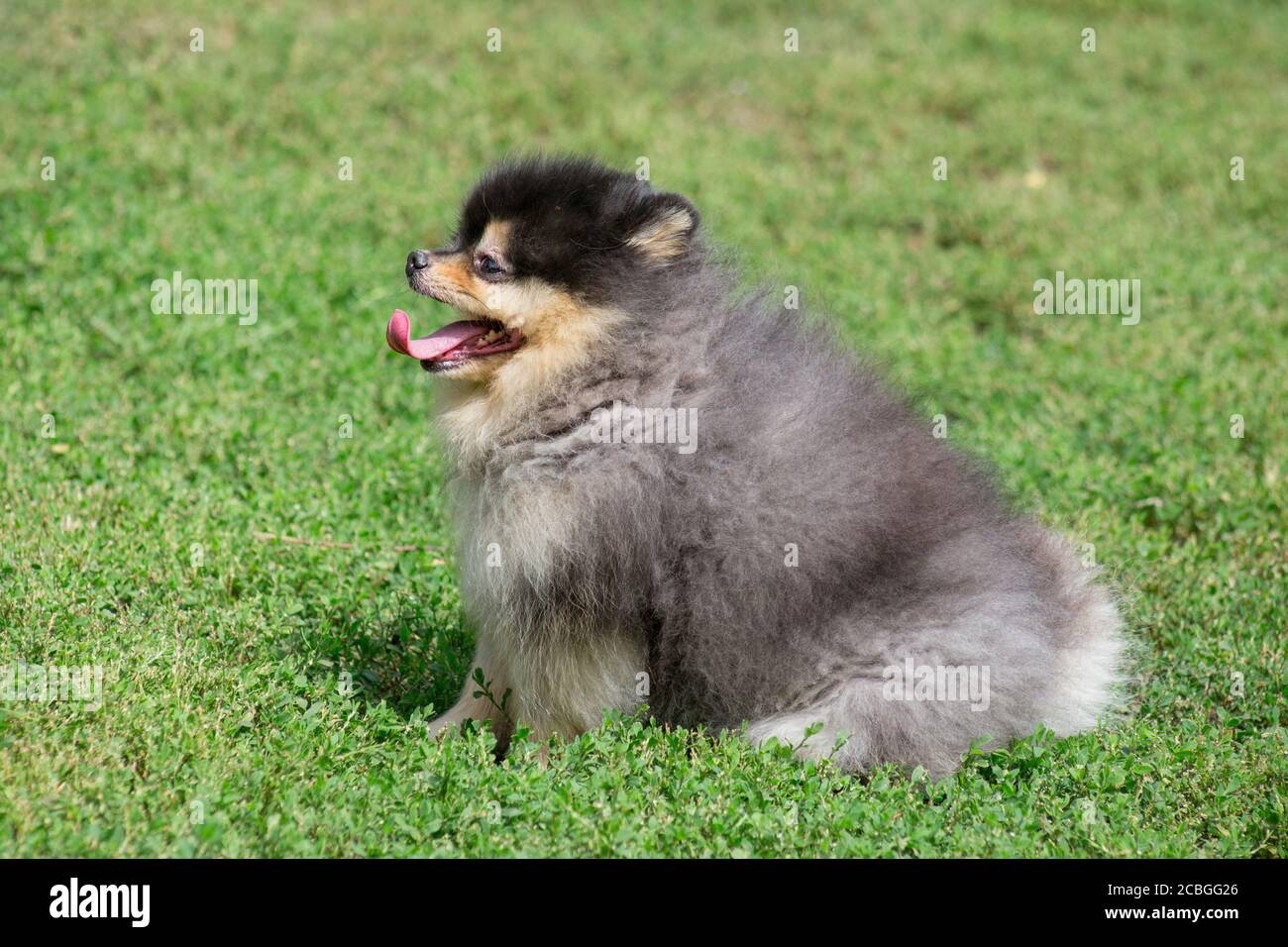 Cute pomeranian spitz puppy is sitting on a green grass in the summer ...