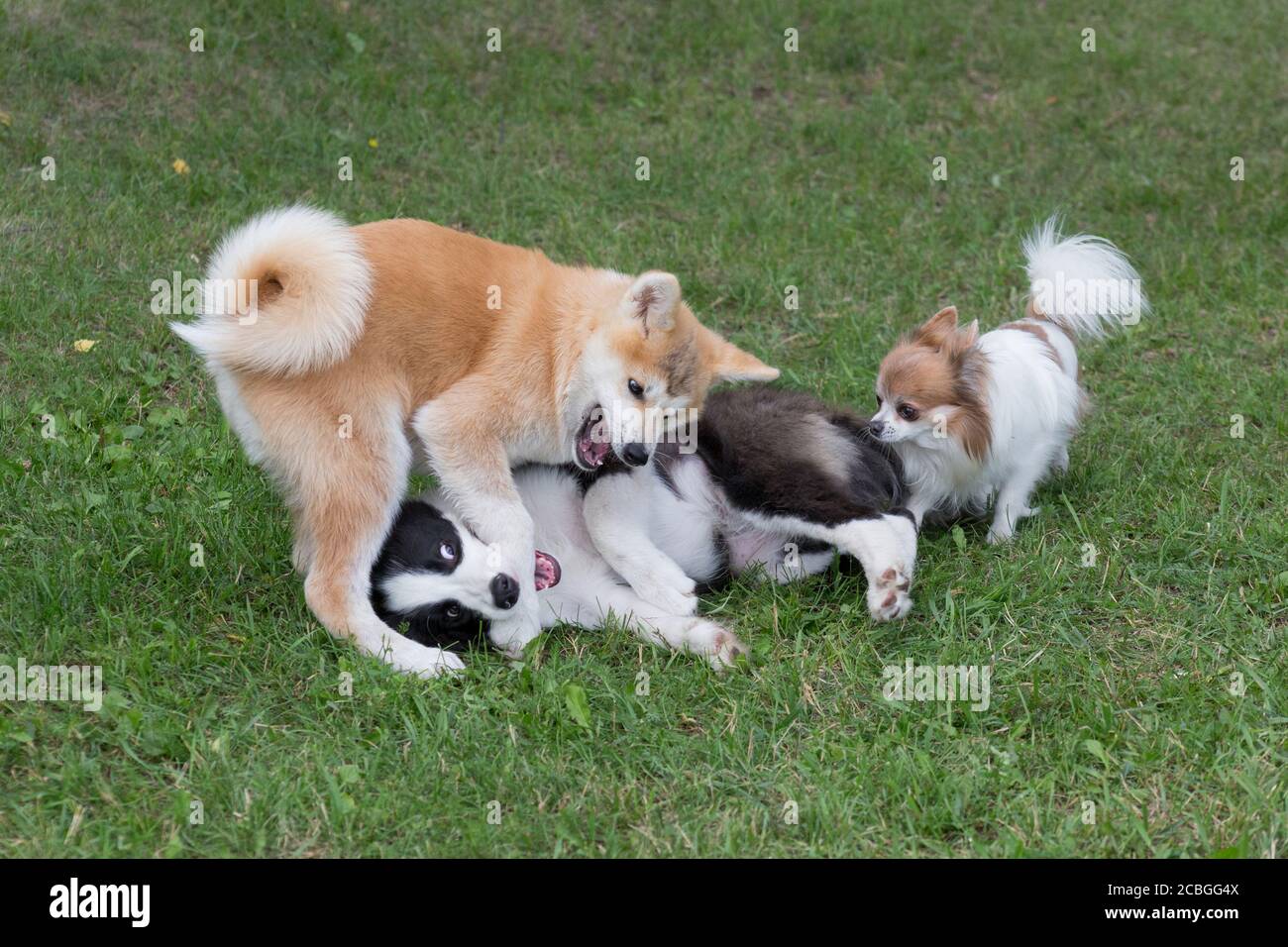 Three young puppies are playing on a green grass in the summer park ...