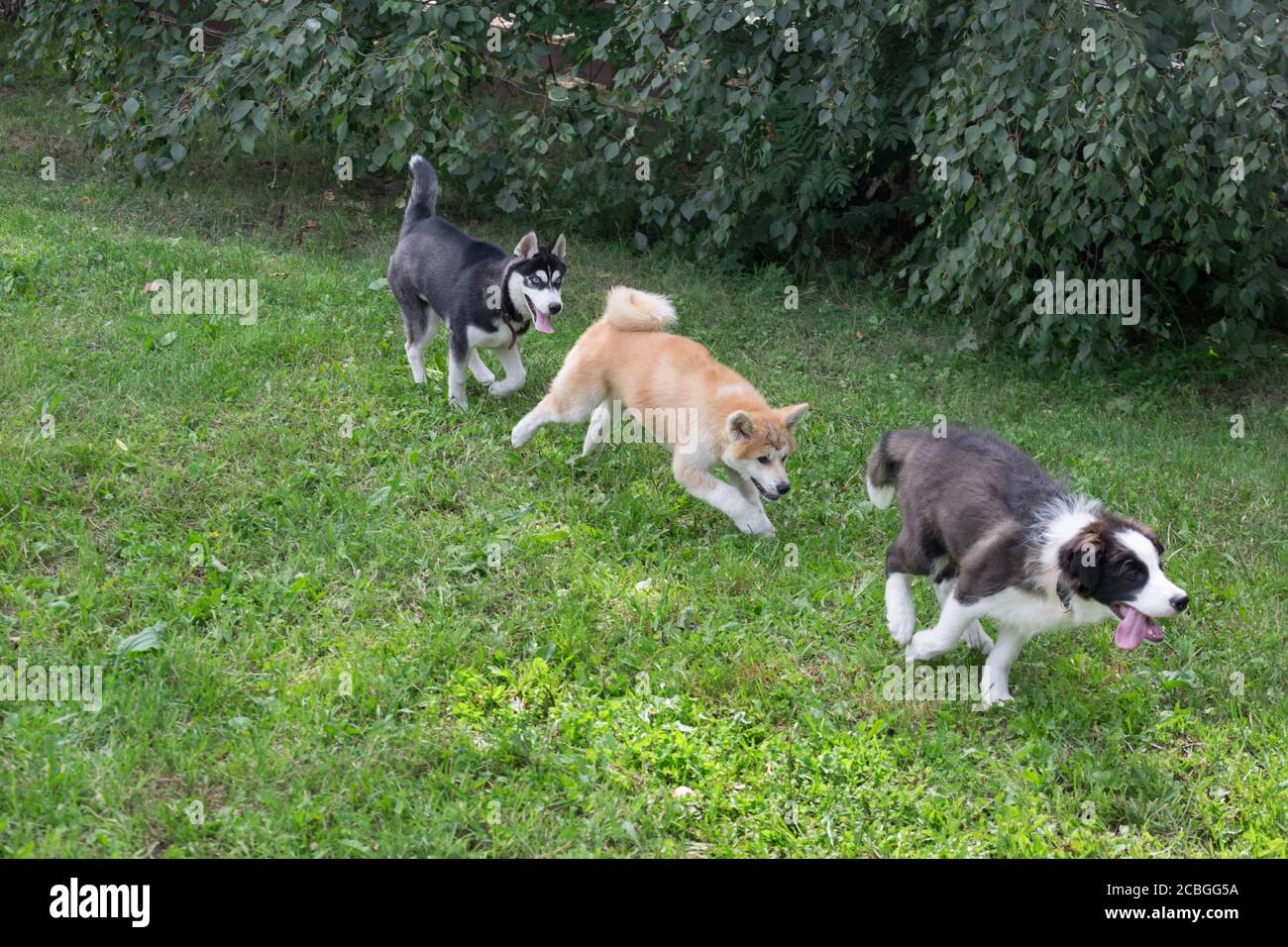 Three young puppies are running on a green grass in the summer park ...