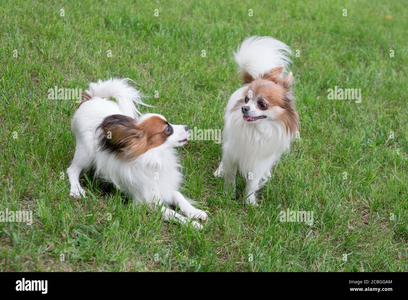 Puppies continental toy spaniel hi res stock photography and