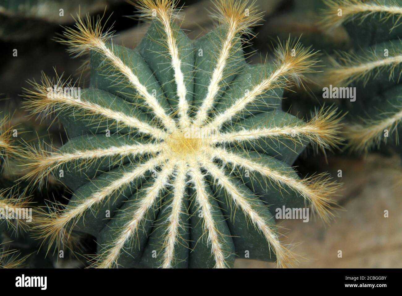 Parodia magnifica cactus viewed from above Stock Photo