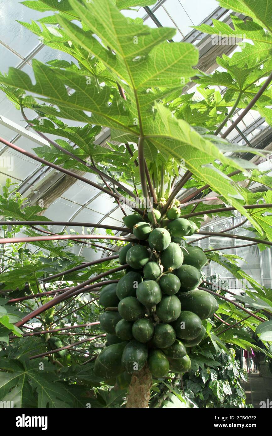 Papaya tree with fruits inside the greenhouse of a botanical garden