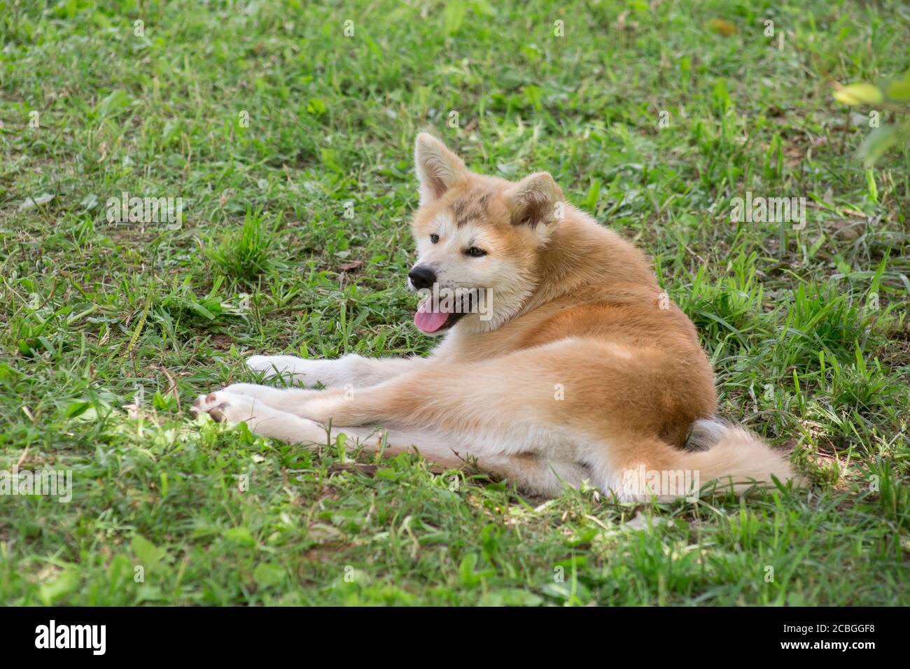 Akita inu puppy is lying on a green grass in the summer park. Japanese