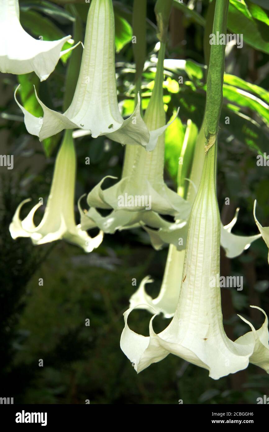 The hanging trumpet-shaped flowers of Brugmansia plant Stock Photo