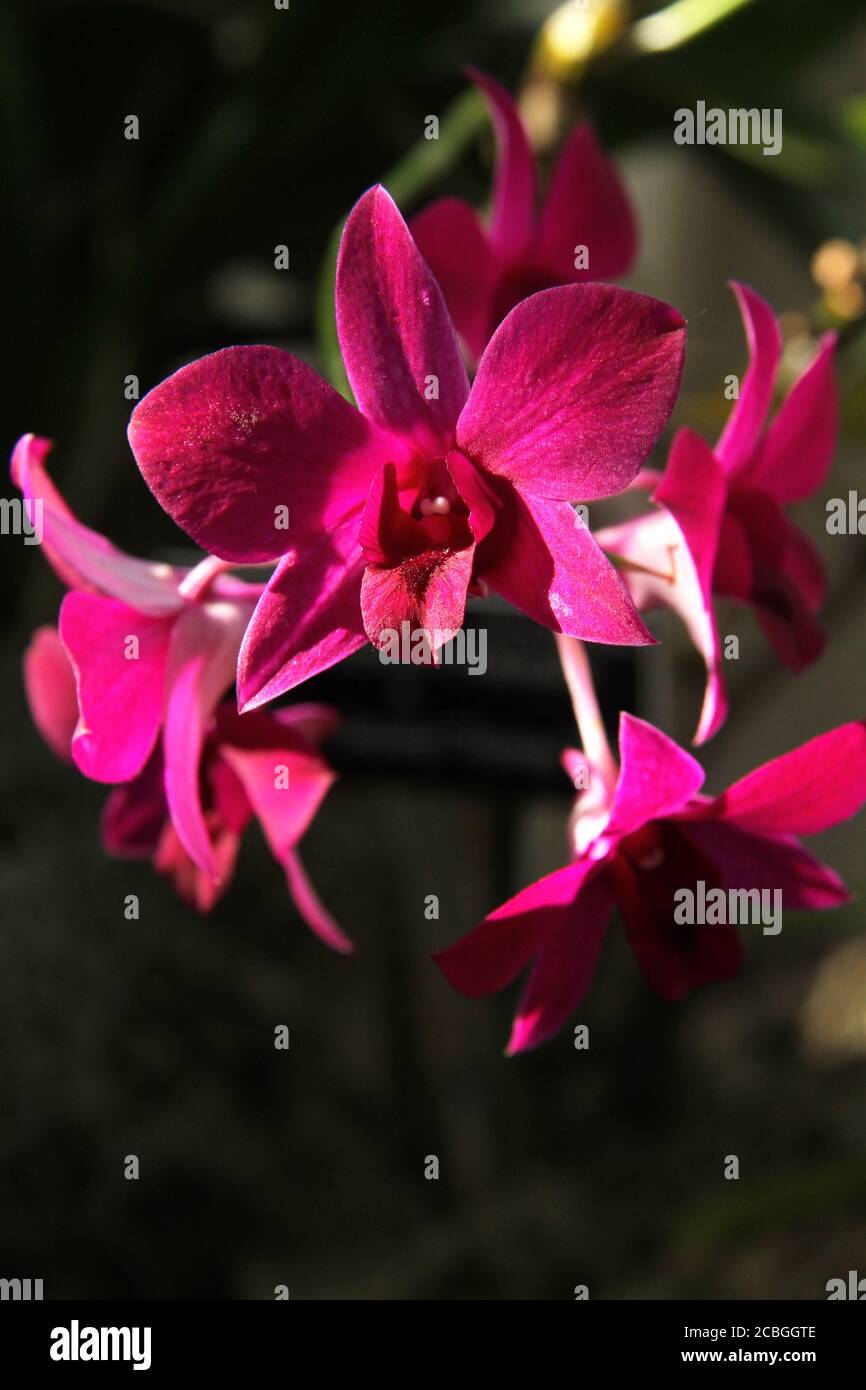 Pink Dendrobium orchid in bloom Stock Photo