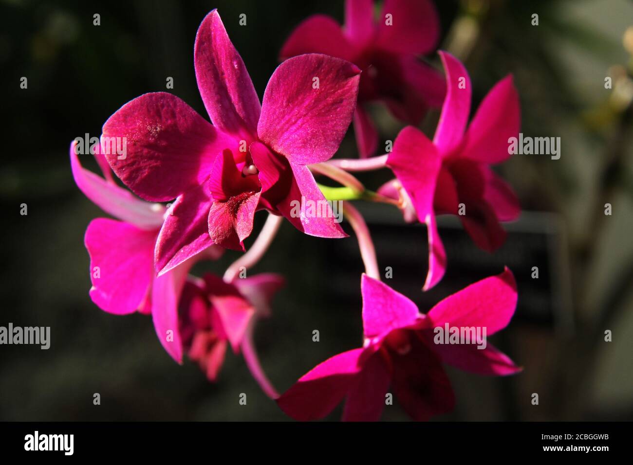 Pink Dendrobium orchid in bloom Stock Photo