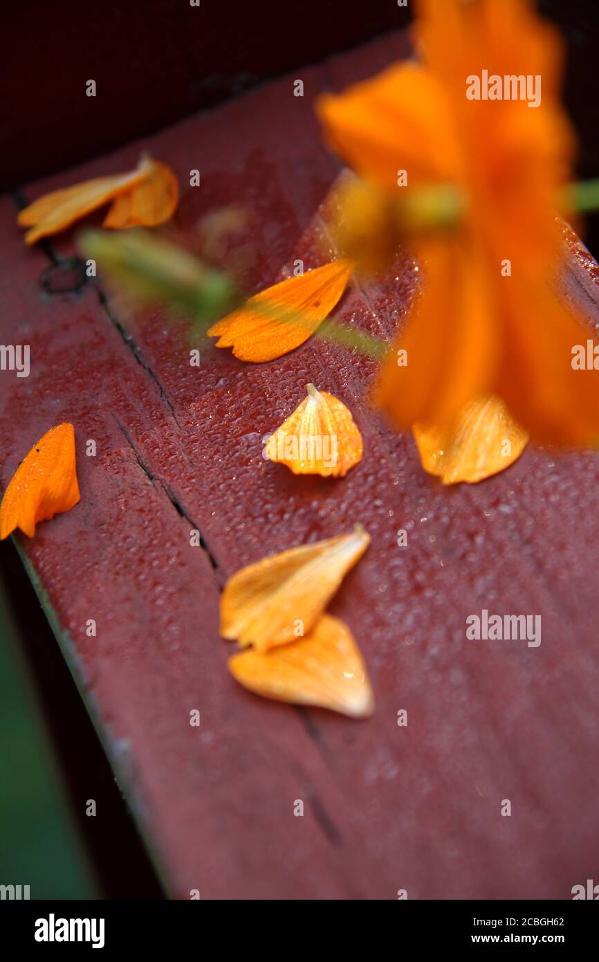 Soft orange petals hi-res stock photography and images - Alamy
