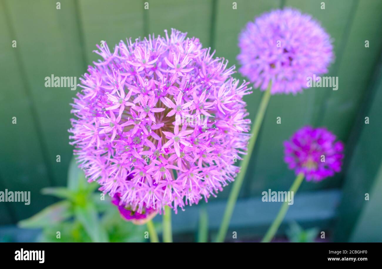 Allium monocotyledonous flowering plant, Allium sativaum, cultivated garlic. Stock Photo