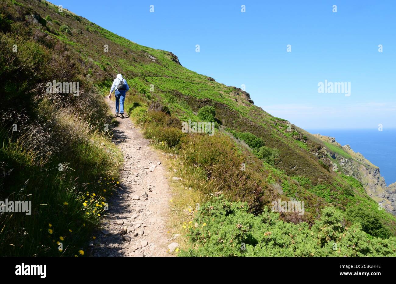A lone walker climbs the narrow rocky coast path with a steep drop to the sea on the path between Woody Bay and Heddon's Mouth on the North Devon coas Stock Photo