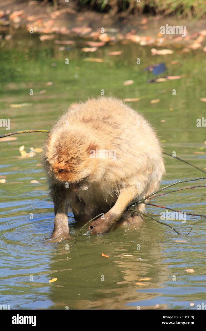 Monkey social structure hi-res stock photography and images - Alamy
