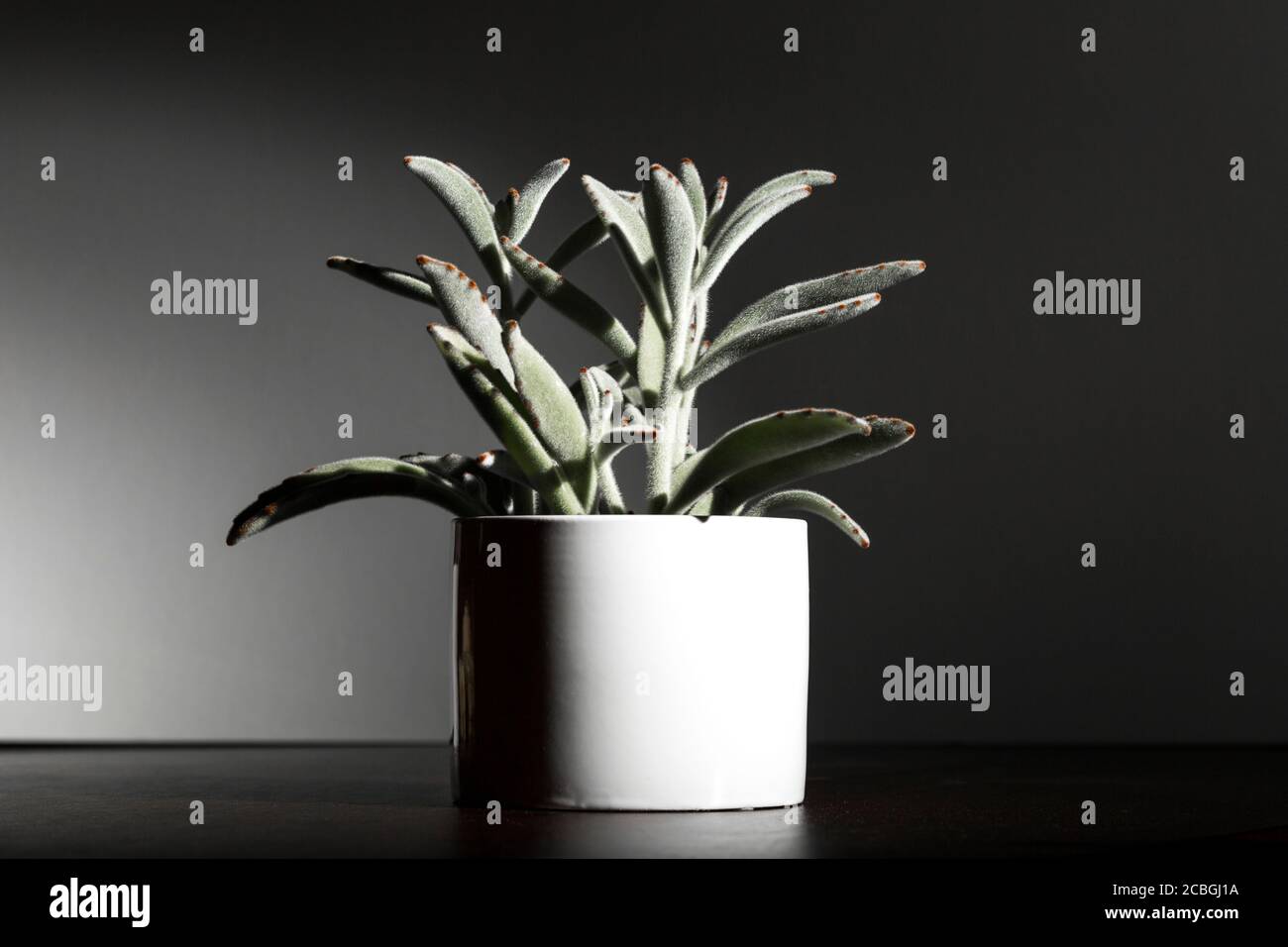 A succulent: Panda plant or Kalanchoe tomentosa in a cylindrical white pot on a dark grey background. Stock Photo